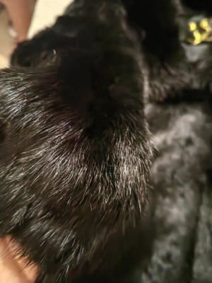 Зимно палто от естествен косъм заек с яка естествен косъм лисица